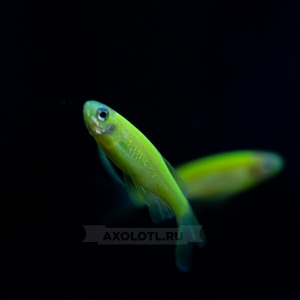 Данио рерио (GloFish) Зеленый светящийся