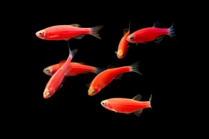 Данио рерио (GloFish)  Красный светящийся