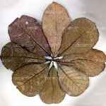 DECOTOP Catappa XS – Листья индийского миндаля, 10-15 см, 10 шт.